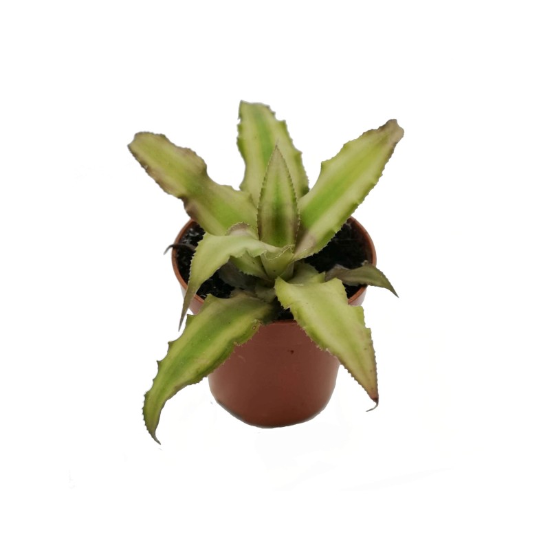 Skrytokwiat (Cryptanthus bivittatus minor) | Żywe | Vantis Terra Skrytokwiat (Cryptanthus bivittatus minor) | Żywe | Vantis Terra