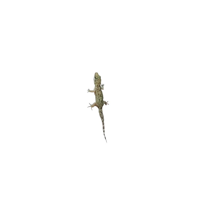 Gekon (Hemidactylus mabouya) | Jaszczurki | Vantis Terra Gekon (Hemidactylus mabouya) | Jaszczurki | Vantis Terra
