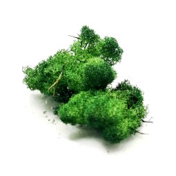 Chrobotek - różne kolory 10g | Mchy i porosty | Vantis Terra