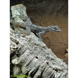 Anolis lucius - samiec