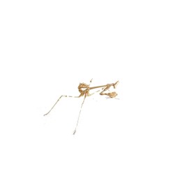 Modliszka (Empusa hedenborgii) L2/3