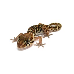 Gekon madagaskarski (Paroedura pictus) - Classic