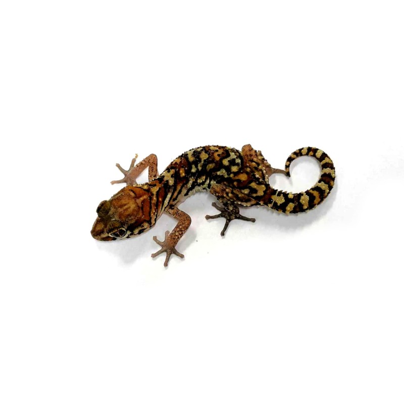 Gekon madagaskarski (Paroedura pictus) - Classic | Jaszczurki | Vantis Terra