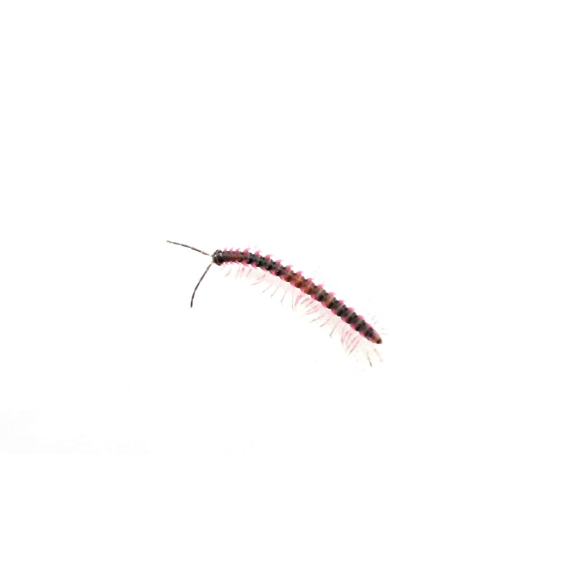 5x Desmoxytes planeta | Krocionogi | Vantis Terra 5x Desmoxytes planeta | Krocionogi | Vantis Terra