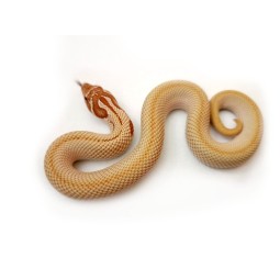 Heterodon zachodni (Heterodon nasicus) - samica - Candy 50% poss. het. Albino nr.2 | Węże | Vantis Terra