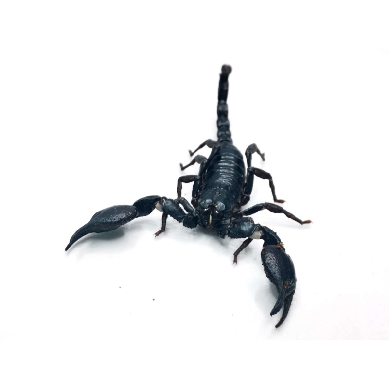 Skorpion Heterometrus cyaneus - dorosły | Skorpiony | Vantis Terra