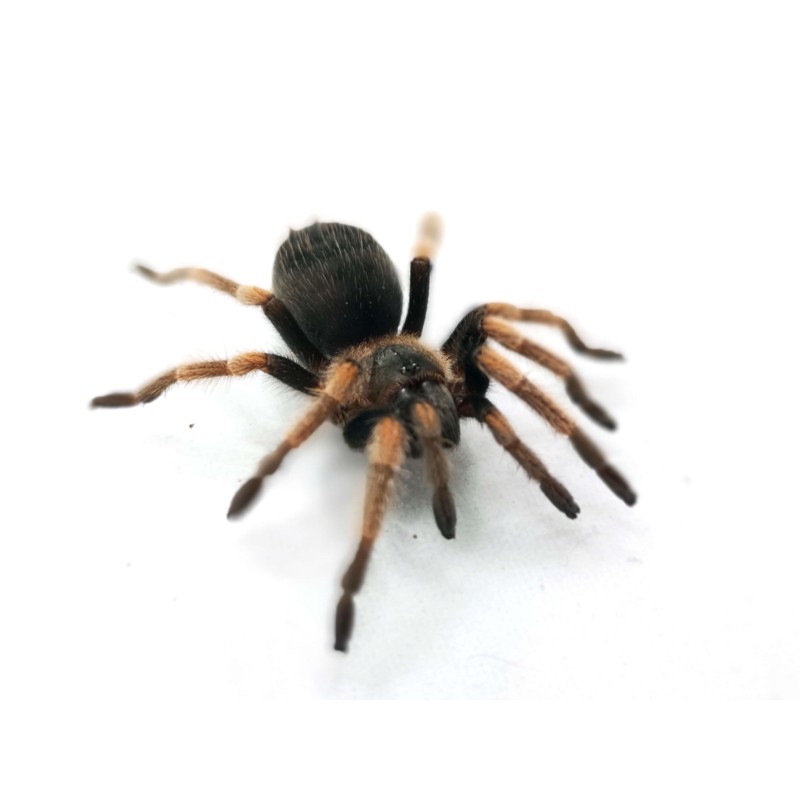 Brachypelma hamorii samica - 3 DC | Ptaszniki | Vantis Terra Brachypelma hamorii samica - 3 DC | Ptaszniki | Vantis Terra