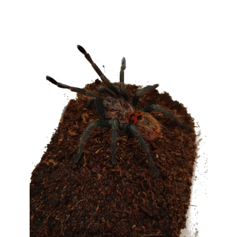 Chromatopelma cyaneopubescens 1,5DC | Pajęczaki | Vantis Terra