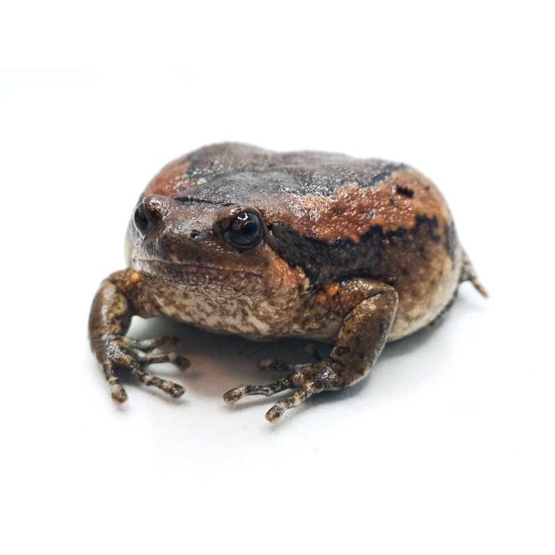 Termit&oacute;wka indyjska (Kaloula pulchra) | Zwierzęta | Vantis Terra