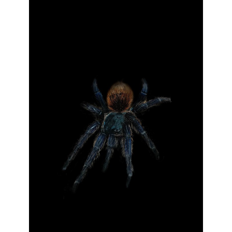 Chromatopelma cyaneopubescens ~ 3DC - samica | Ptaszniki | Vantis Terra Chromatopelma cyaneopubescens ~ 3DC - samica | Ptaszniki | Vantis Terra