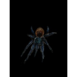 Chromatopelma cyaneopubescens L4 | Pajęczaki | Vantis Terra