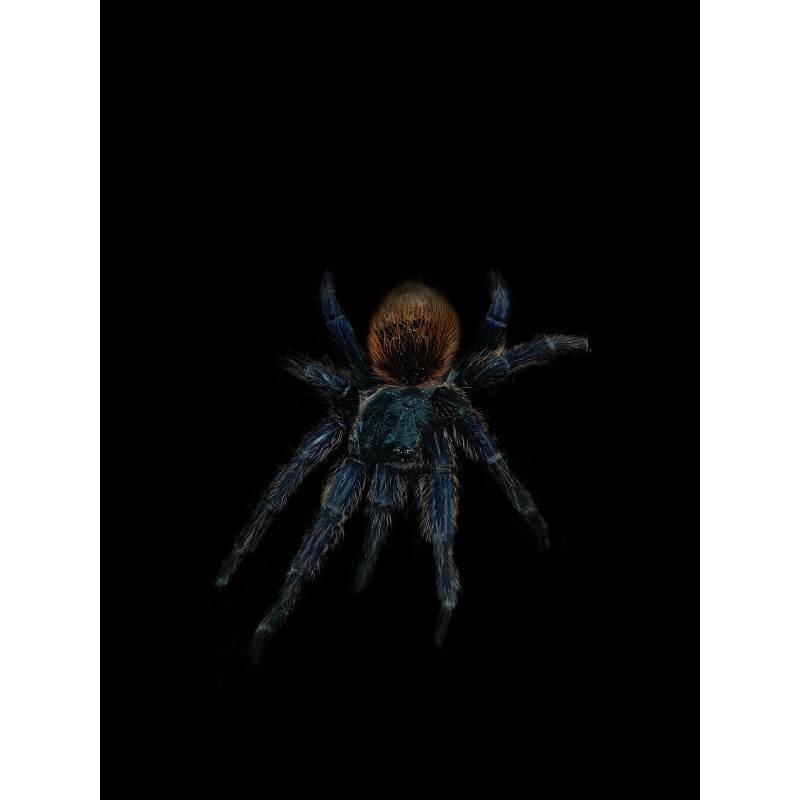 Chromatopelma cyaneopubescens L2 | Pajęczaki | Vantis Terra