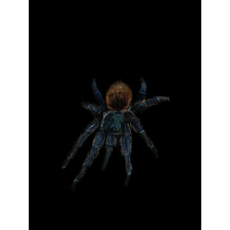 Chromatopelma cyaneopubescens L5 | Pajęczaki | Vantis Terra
