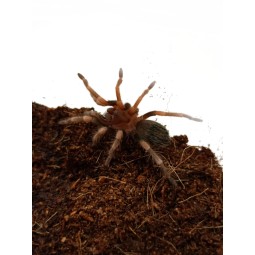 Brachypelma auratum L1