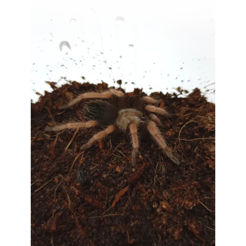 Brachypelma boehmei L1 | Ptaszniki | Vantis Terra