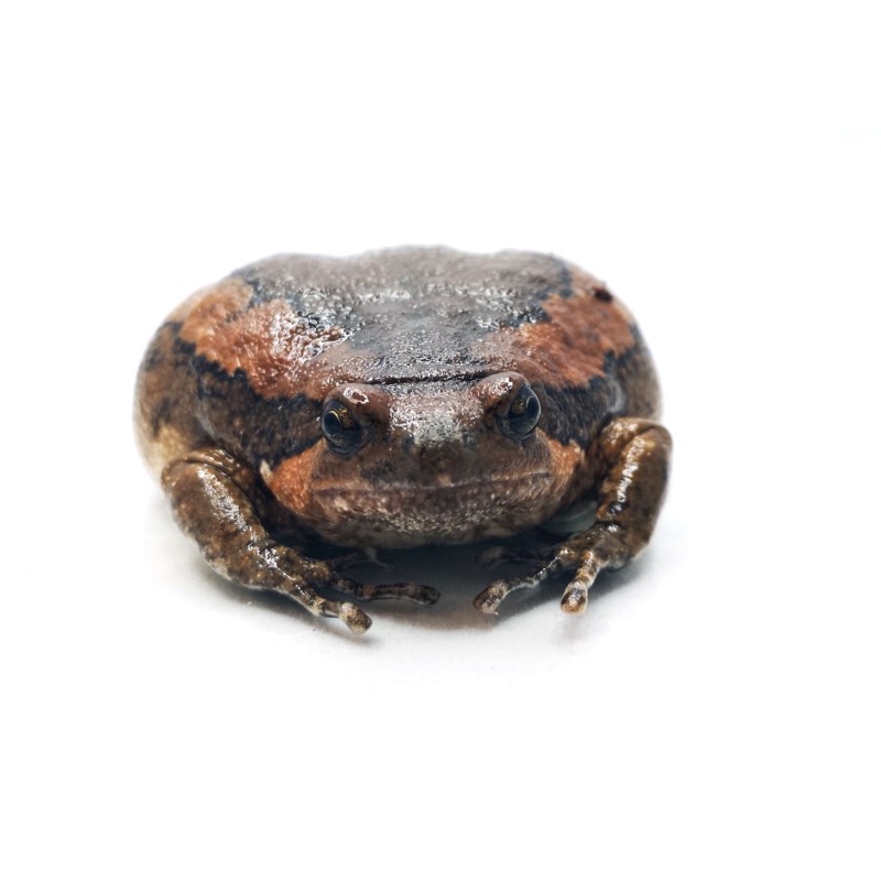 Termit&oacute;wka indyjska (Kaloula pulchra) | Zwierzęta | Vantis Terra