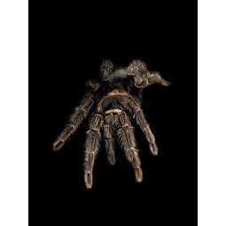 Lasiodora parahybana L3 | Ptaszniki | Vantis Terra