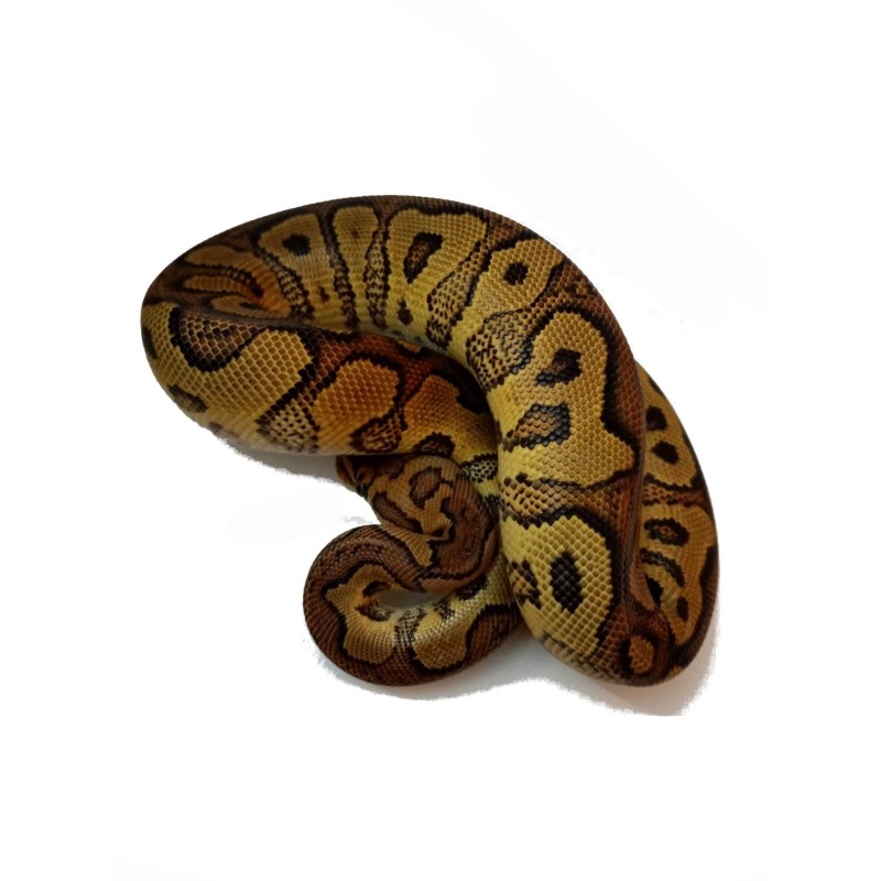 Pyton królewski (Python regius) - YB/Gravel Clown - Samiec nr. 5 | Węże | Vantis Terra Pyton królewski (Python regius) - YB/Gravel Clown - Samiec nr. 5 | Węże | Vantis Terra