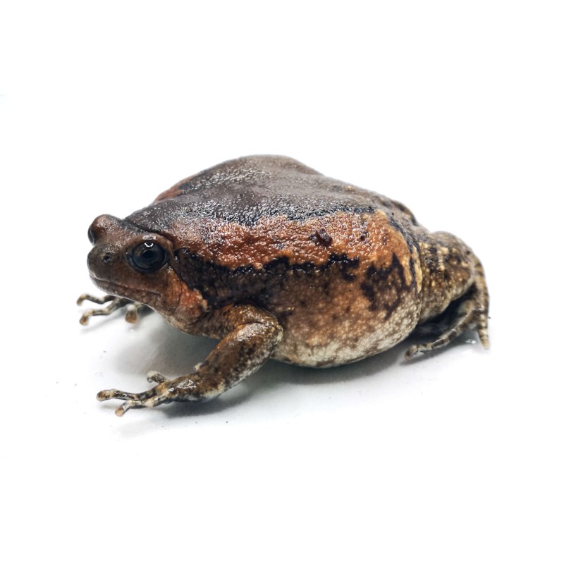 Termit&oacute;wka indyjska (Kaloula pulchra) | Zwierzęta | Vantis Terra