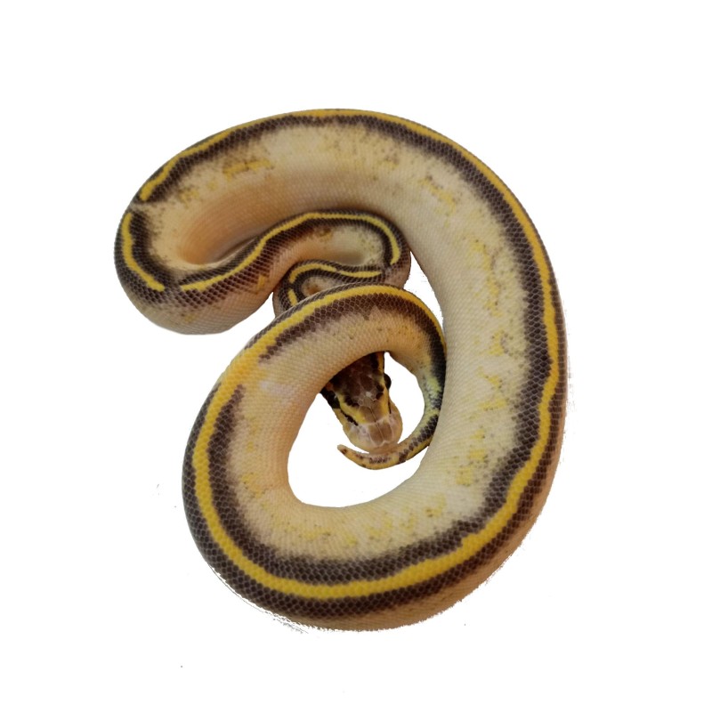 Pyton królewski (Python regius) - Pastel Highway het Pied - Samiec nr. 2 | Węże | Vantis Terra Pyton królewski (Python regius) - Pastel Highway het Pied - Samiec nr. 2 | Węże | Vantis Terra