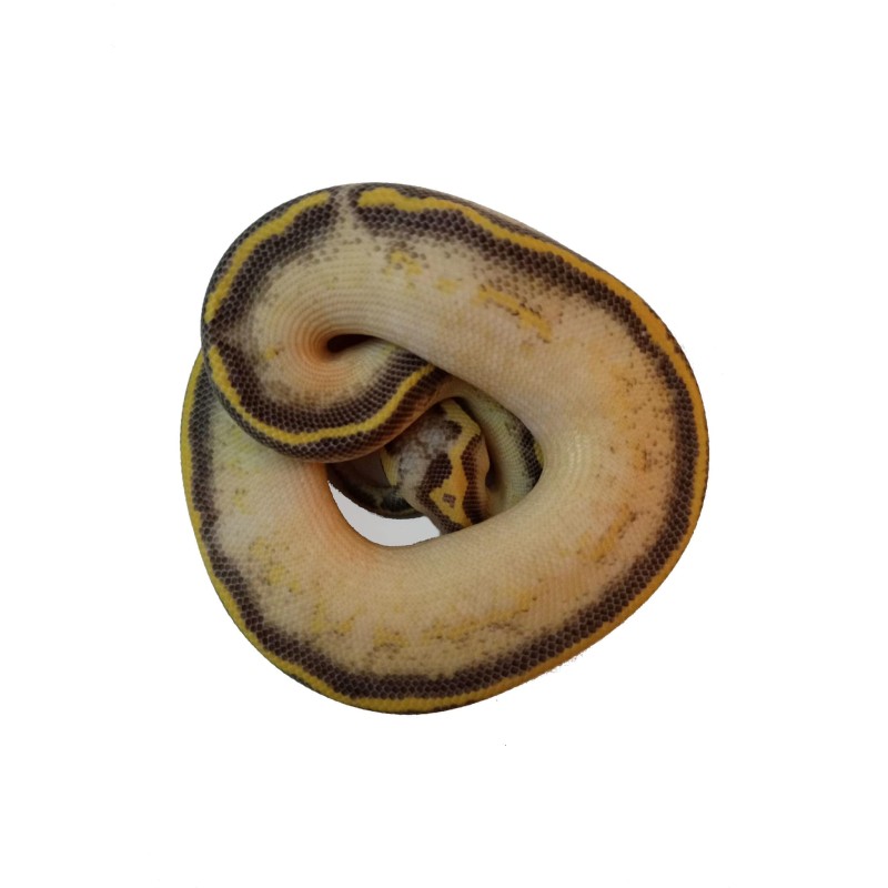 Pyton królewski (Python regius) - Pastel Highway het Pied - Samiec nr. 2 | Węże | Vantis Terra Pyton królewski (Python regius) - Pastel Highway het Pied - Samiec nr. 2 | Węże | Vantis Terra