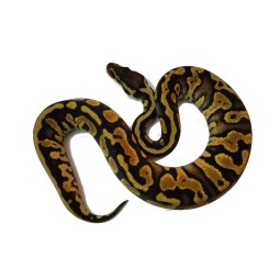 Pyton królewski (Python regius) - Pastel YB/Gravel poss het Clown- Samica nr. 7 | Węże | Vantis Terra