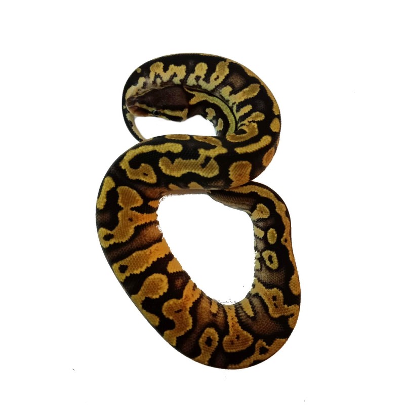 rezerwacja Pyton królewski (Python regius) - Pastel YB/Gravel poss het Clown- Samica nr. 7 | Węże | Vantis Terra rezerwacja Pyton królewski (Python regius) - Pastel YB/Gravel poss het Clown- Samica nr. 7 | Węże | Vantis Terra