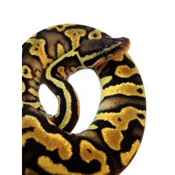 Pyton królewski (Python regius) - Pastel YB/Gravel poss het Clown- Samica nr. 7 | Węże | Vantis Terra