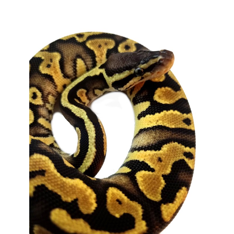 rezerwacja Pyton królewski (Python regius) - Pastel YB/Gravel poss het Clown- Samica nr. 7 | Węże | Vantis Terra rezerwacja Pyton królewski (Python regius) - Pastel YB/Gravel poss het Clown- Samica nr. 7 | Węże | Vantis Terra