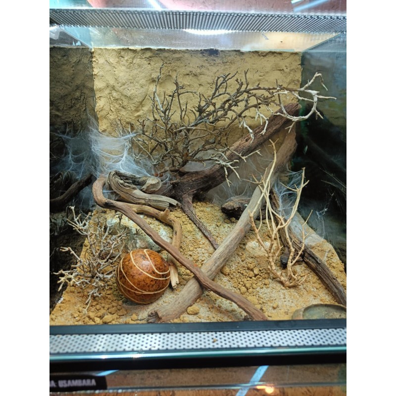 Terrarium z wystrojem na zam&oacute;wienie | Terraria | Vantis Terra