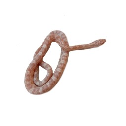Wąż zbożowy (Pantherophis guttatus) - Snow