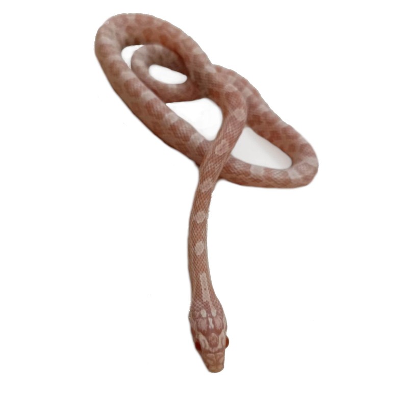 Wąż zbożowy (Pantherophis guttatus) - Snow | Węże | Vantis Terra