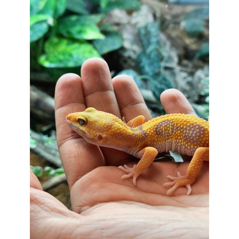 Eublefar lamparci (Eublepharis macularius) - Rainwater Albino - nr. 15/24 | Jaszczurki | Vantis Terra