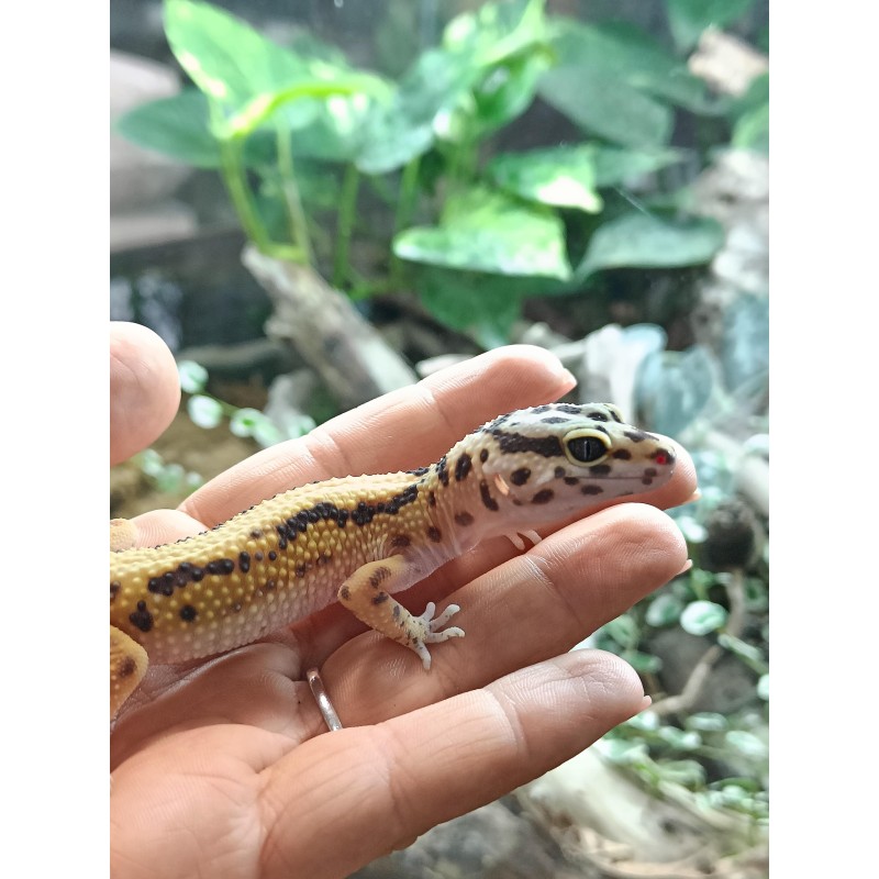 Eublefar lamparci / Gekon Lamparci (Eublepharis macularius) - Classic het Rainwater Albino - samica nr.17/24 | Jaszczurki | Vantis Terra