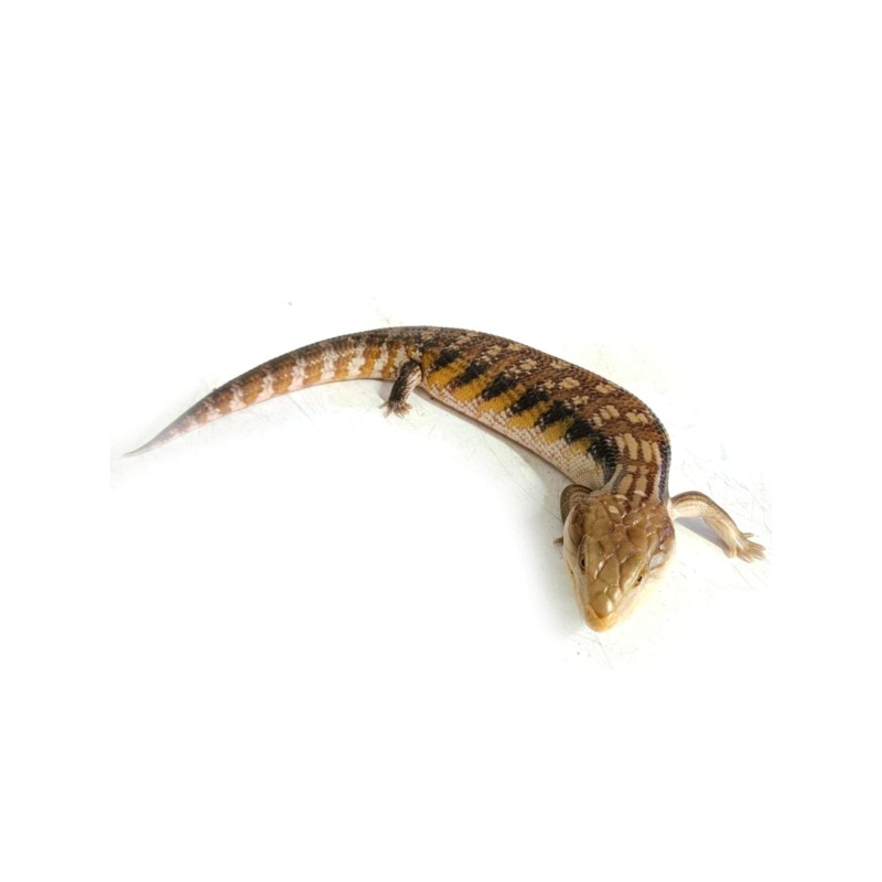 Tilikwa scynkowa (Tiliqua scincoides intermedia) - Scynk olbrzymi | Jaszczurki | Vantis Terra Tilikwa scynkowa (Tiliqua scincoides intermedia) - Scynk olbrzymi | Jaszczurki | Vantis Terra