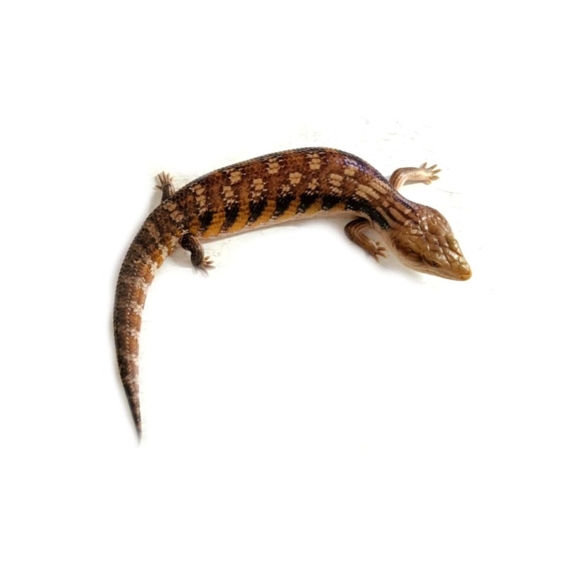Tilikwa scynkowa (Tiliqua scincoides intermedia) - Scynk olbrzymi | Jaszczurki | Vantis Terra Tilikwa scynkowa (Tiliqua scincoides intermedia) - Scynk olbrzymi | Jaszczurki | Vantis Terra