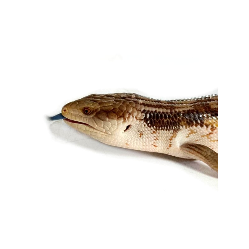 Tilikwa scynkowa (Tiliqua scincoides intermedia) - Scynk olbrzymi | Jaszczurki | Vantis Terra Tilikwa scynkowa (Tiliqua scincoides intermedia) - Scynk olbrzymi | Jaszczurki | Vantis Terra