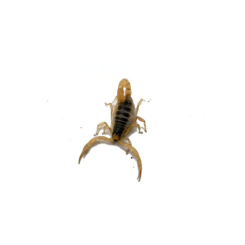 Skorpion Hadrurus arizonensis | Skorpiony | Vantis Terra