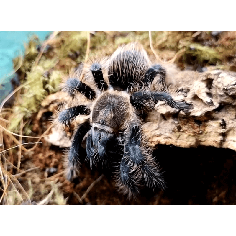 Tliltocatl albopilosus Nicaragua 4DC - samica | Ptaszniki | Vantis Terra Tliltocatl albopilosus Nicaragua 4DC - samica | Ptaszniki | Vantis Terra