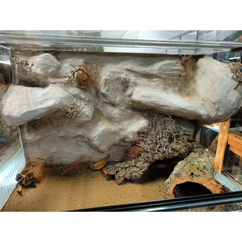 Terrarium z wystrojem na zam&oacute;wienie | Terraria | Vantis Terra
