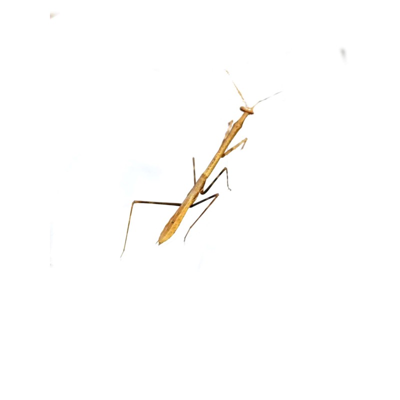 Modliszka Phasmomantella sp. | Modliszki | Vantis Terra Modliszka Phasmomantella sp. | Modliszki | Vantis Terra