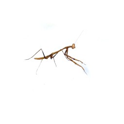 Modliszka Phasmomantella sp. L4 | Modliszki | Vantis Terra