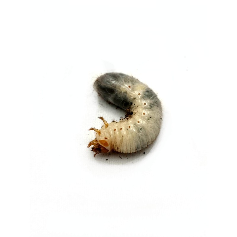 Larwa chrząszcza Mecynorhina polyphemus confluens | Chrząszcze | Vantis Terra