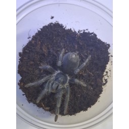Phormictopus atrichomatus 4DC - samica