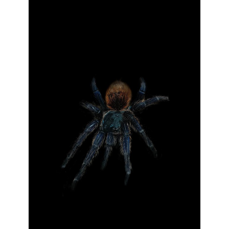 Chromatopelma cyaneopubescens ~ 2,5 DC - samiec | Ptaszniki | Vantis Terra