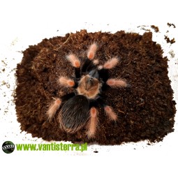 Brachypelma boehmei Samica 3DC