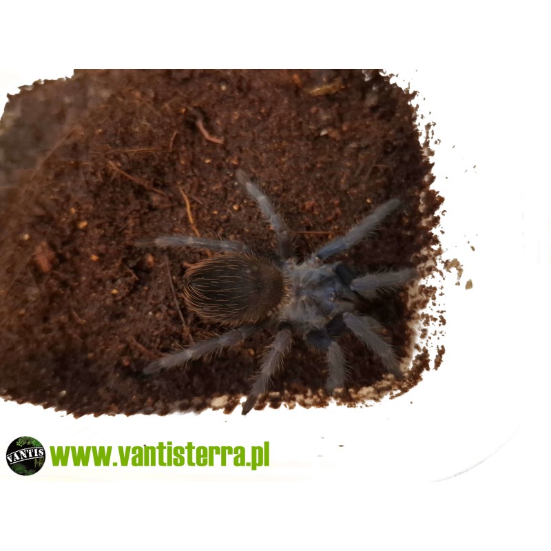 Lasiocyano sazimai ex. Pterinopelma sazimai - 3DC - Samica | Ptaszniki | Vantis Terra