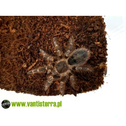Grammostola pulchripes - 2...