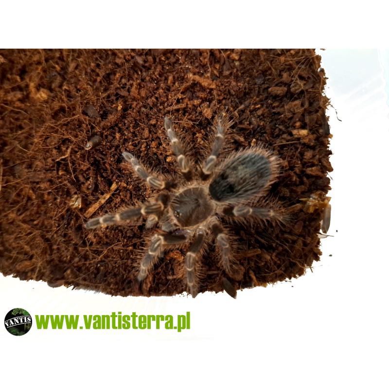 Grammostola pulchripes - 1,5 DC - Samica | Ptaszniki | Vantis Terra