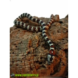 Lancetogłów meksykański (Lampropeltis mexicana spp.) - samiec | Węże | Vantis Terra